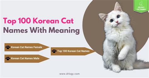 korean cat names|cute korean names for cats.